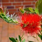 Callistemon citrinus - Karminroter Zylinderputzer