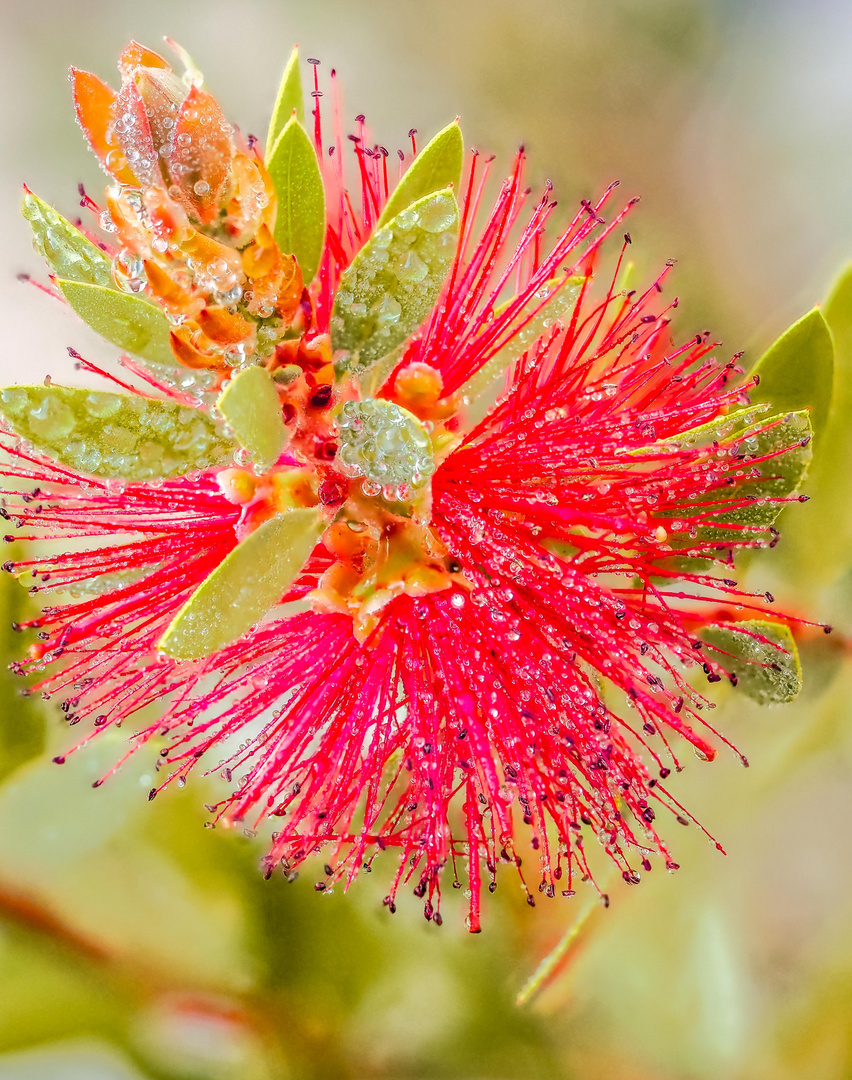 Callistemon citrinus (Zyllinderputzer) nach einem Regenschauer