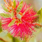 Callistemon citrinus (Zyllinderputzer) nach einem Regenschauer