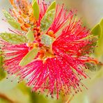 Callistemon citrinus (Zyllinderputzer) nach einem Regenschauer