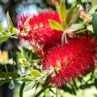 Callistemon citrinus/Karminroter Zylinderputzer