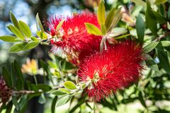 Callistemon citrinus/Karminroter Zylinderputzer