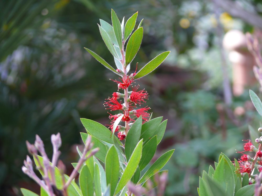 Callistemon - der feurig-rote Zylinderputzer aus Australien