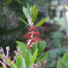 Callistemon - der feurig-rote Zylinderputzer aus Australien