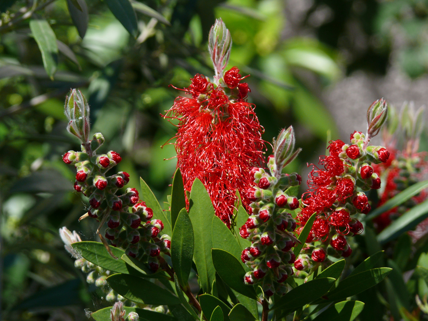 Callistemon - die Zylinderputzer blühen