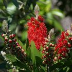 Callistemon - die Zylinderputzer blühen