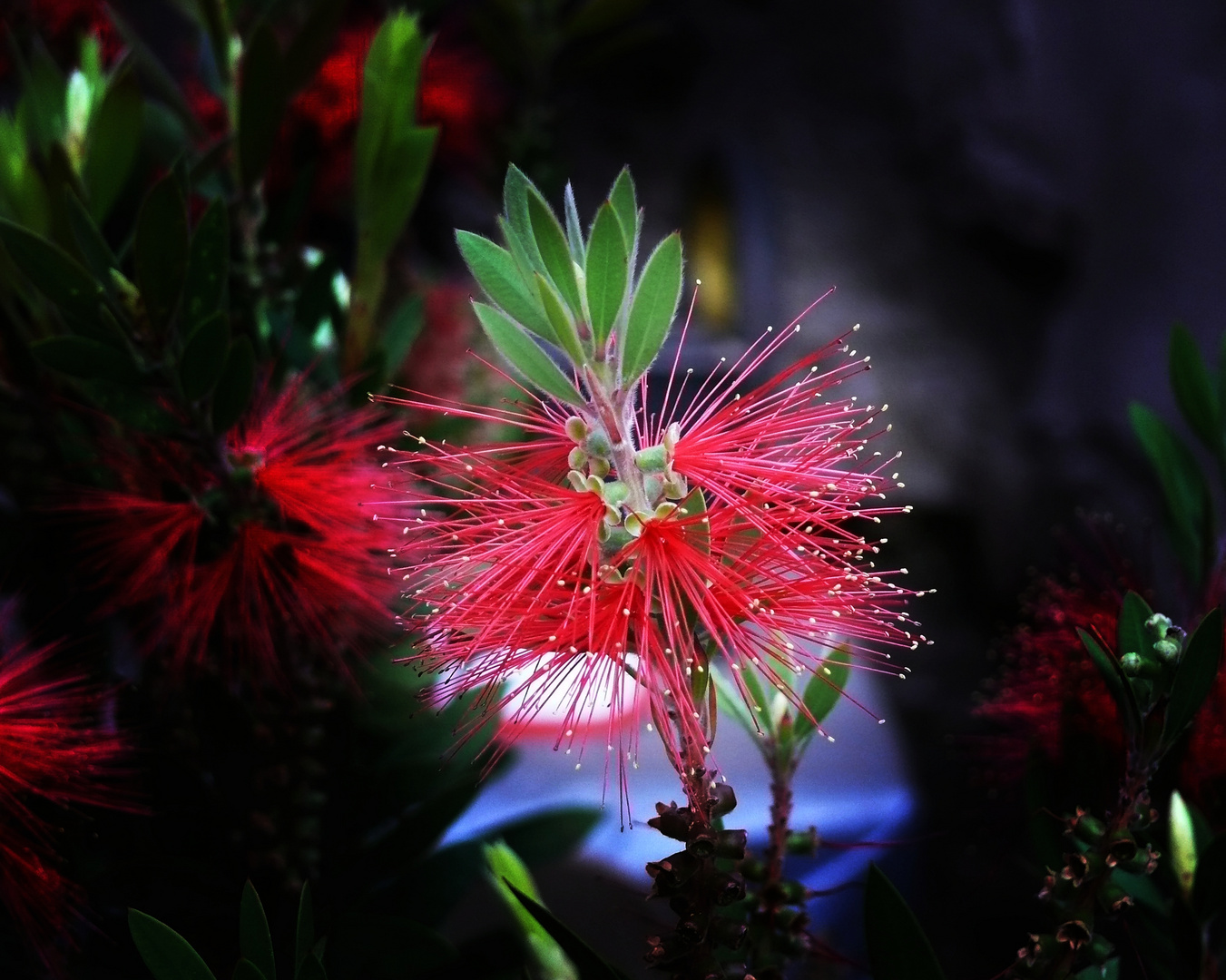 Callistemon