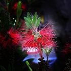 Callistemon