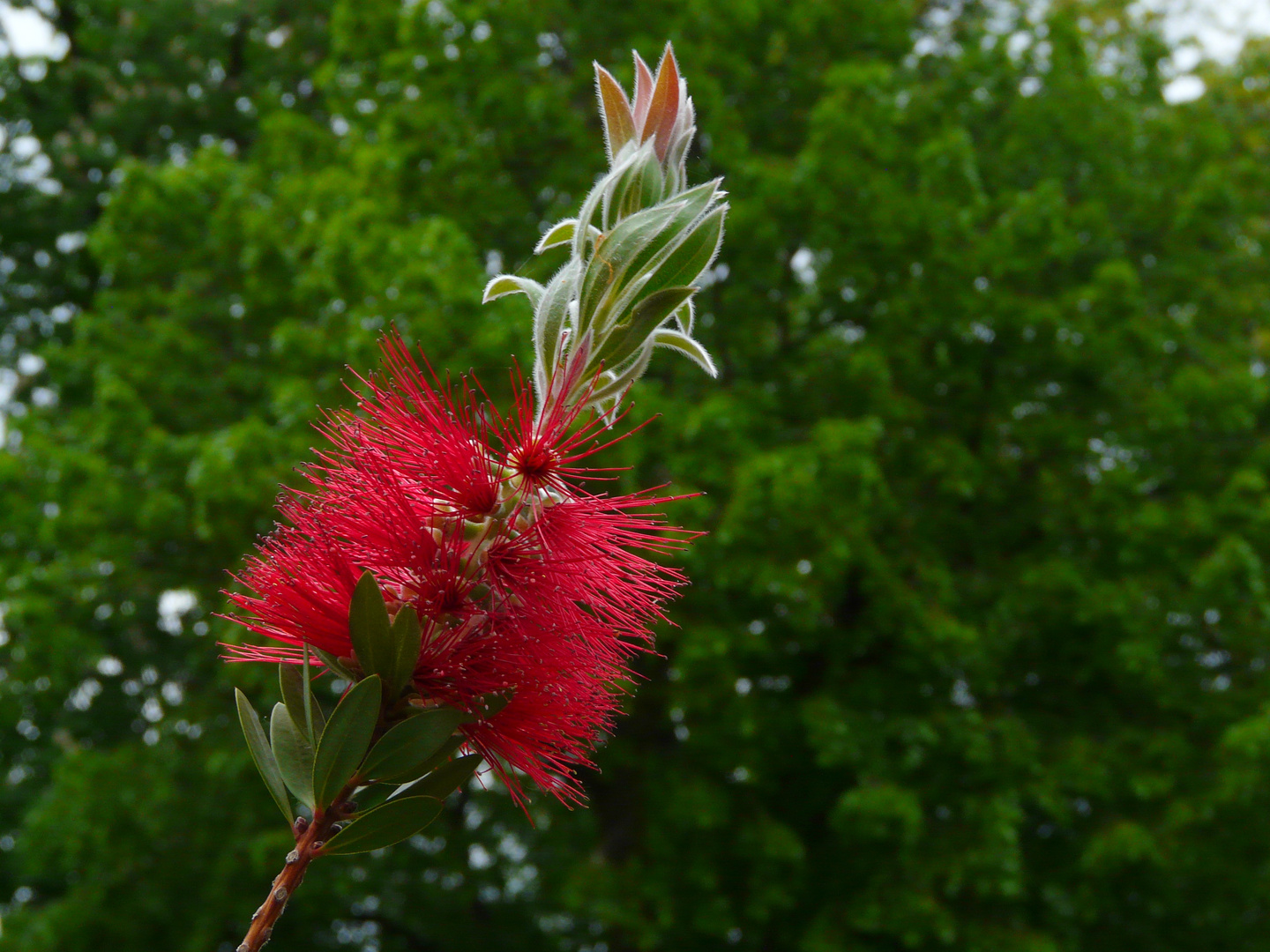 Callistemon