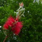 Callistemon