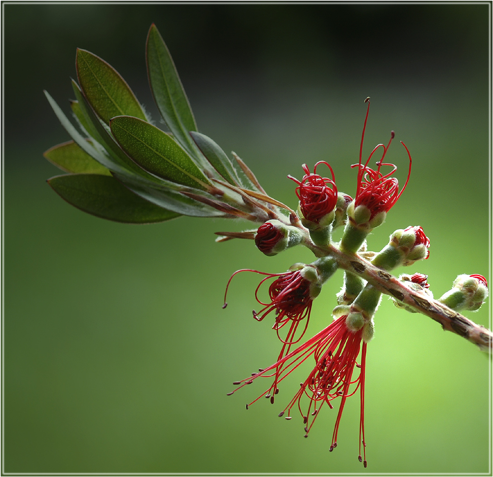 CALLISTEMON