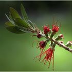 CALLISTEMON