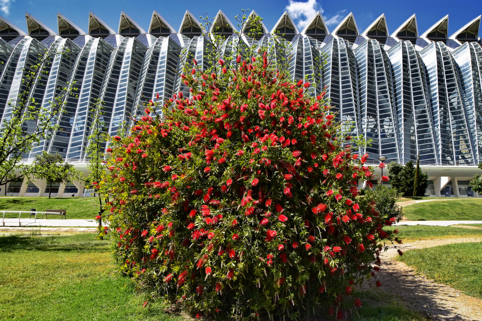 Callistemon-Flaschenputzerstrauch