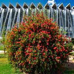 Callistemon-Flaschenputzerstrauch