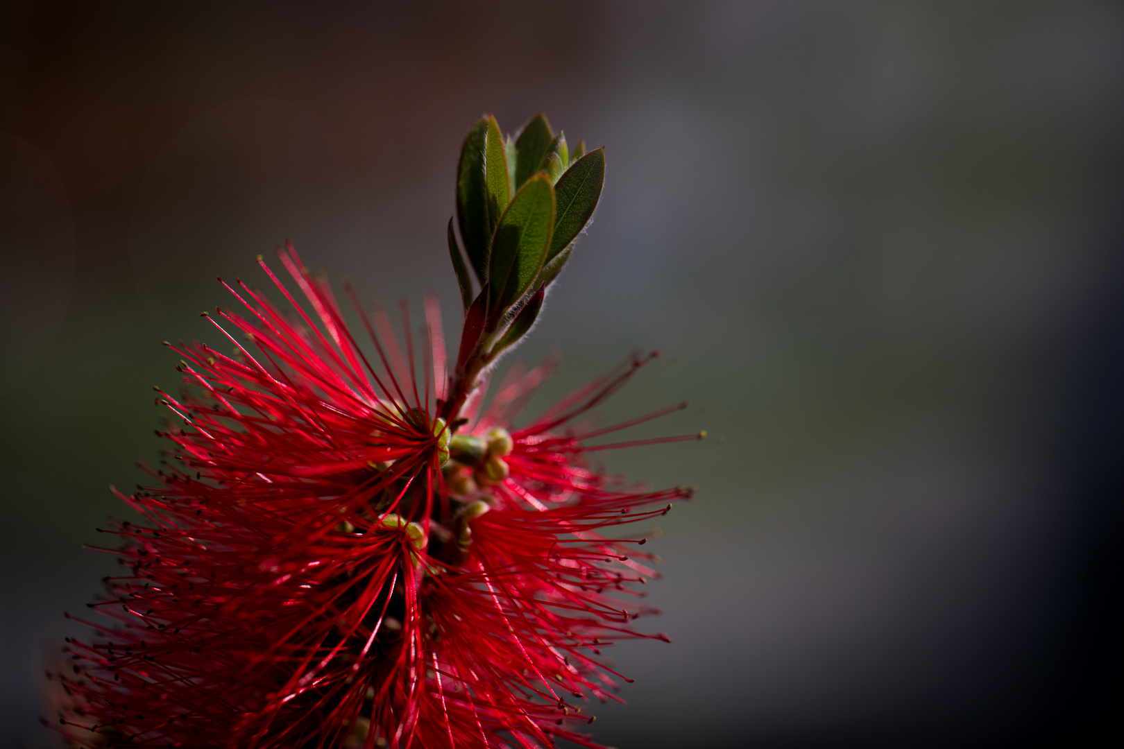 Callistemon in vollem Blütenstand