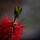 Callistemon in vollem Blütenstand