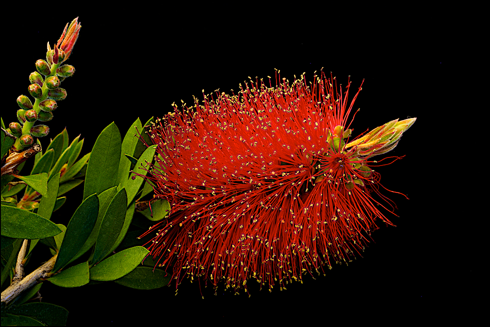 Callistemon laevis ...