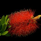 Callistemon laevis ...