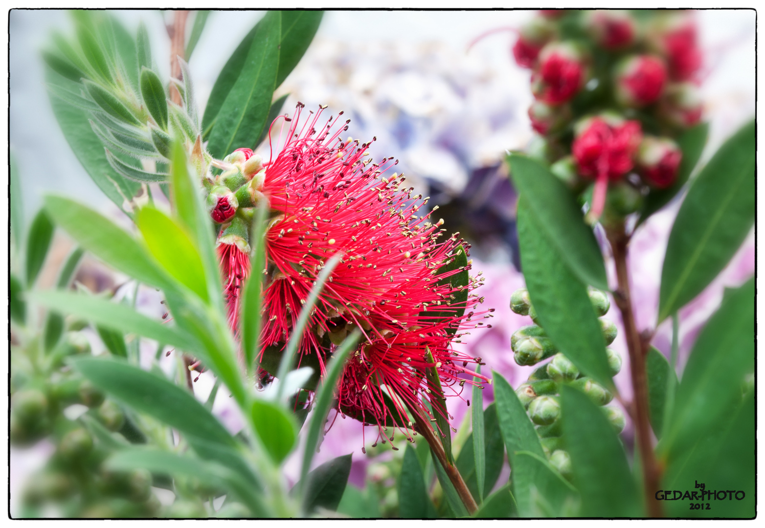 Callistemon-Leavis (Zylinderputzer)