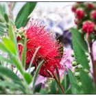 Callistemon-Leavis (Zylinderputzer)