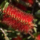 Callistemon 'Little John'