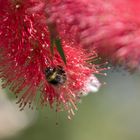 callistemon mit Hummel