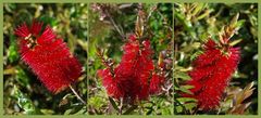 Callistemon ou rince-bouteilles -- Zylinderputzer (Callistemon citrinus)