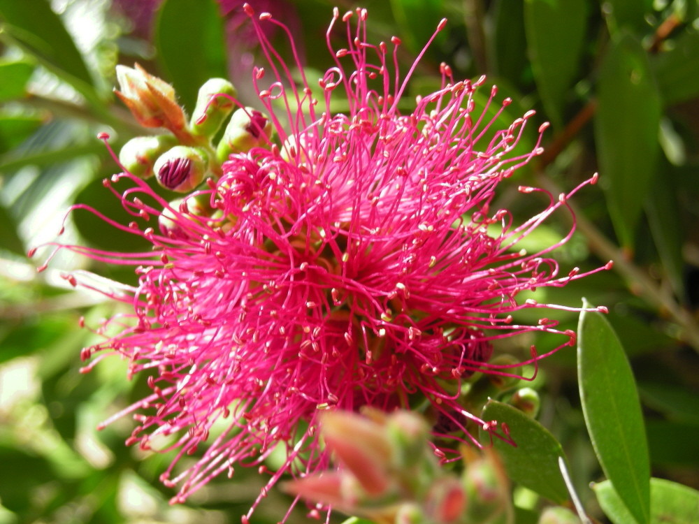 Callistemon Pink