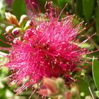 Callistemon Pink