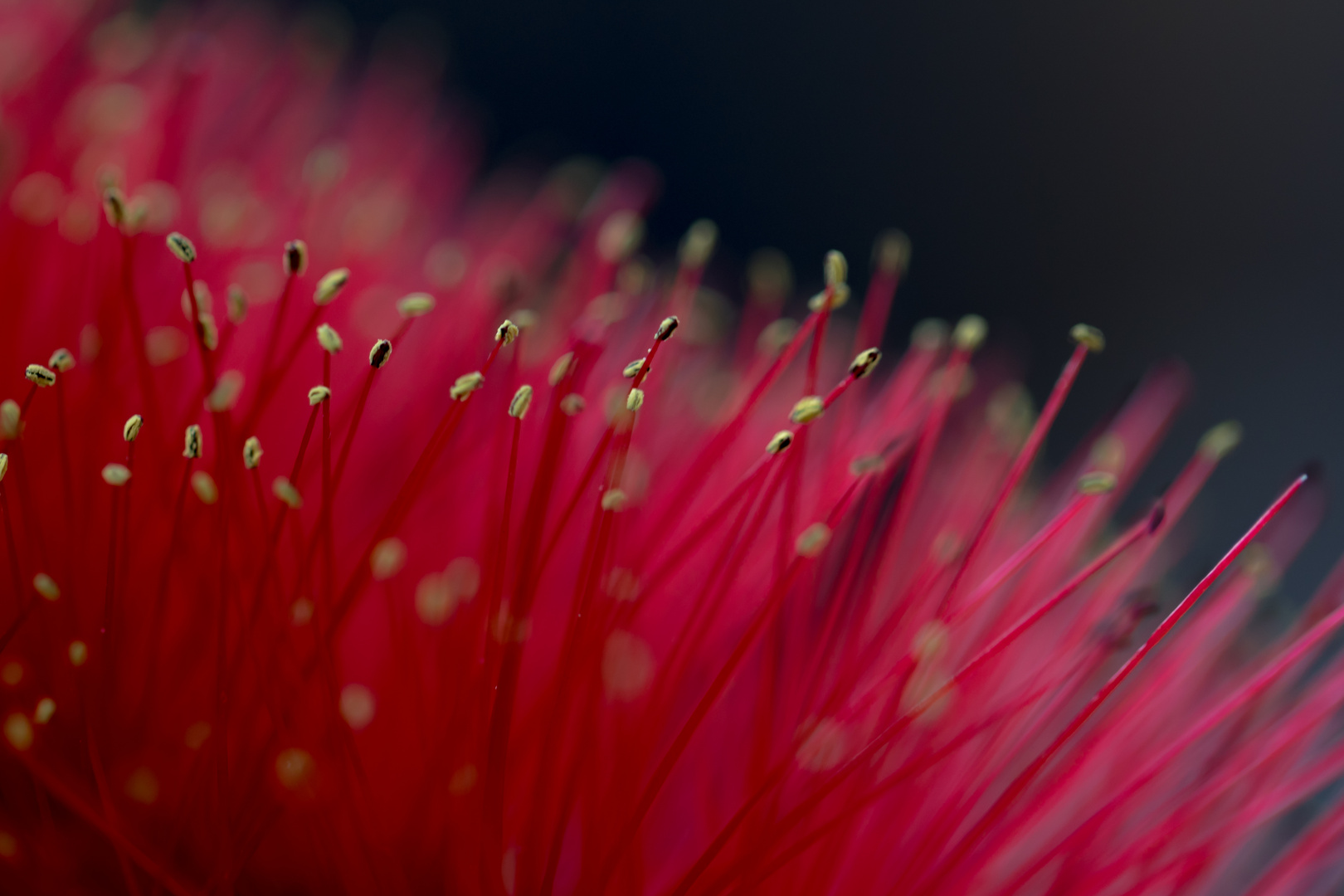 Callistemon Pollen 