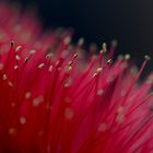 Callistemon Pollen 