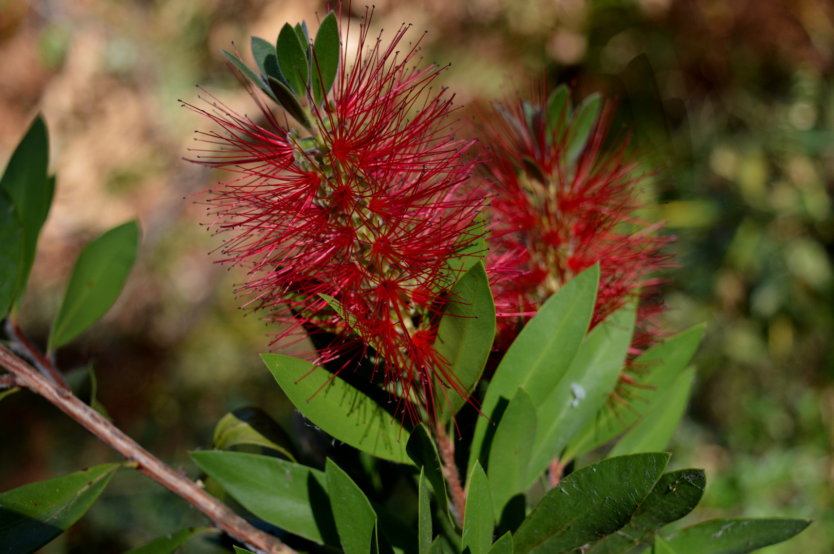 " callistemon rigidus " auf hochdeutsch " Zylinder putzer " ;)