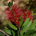 " callistemon rigidus " auf hochdeutsch " Zylinder putzer " ;)