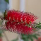 Callistemon : Rince bouteille