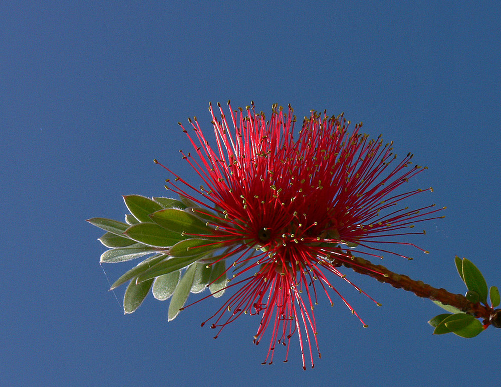 Callistemon , rince bouteille.