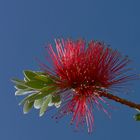 Callistemon , rince bouteille.