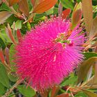 Callistemon (rince-bouteille…de rosé sans doute… !)