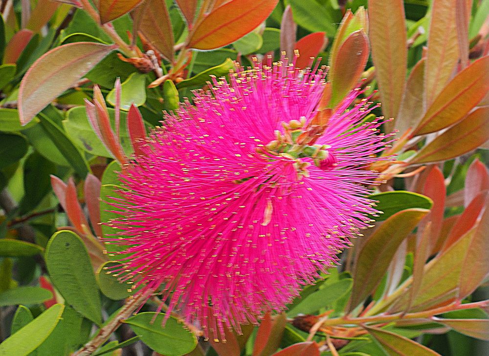 Callistemon (rince-bouteille…de rosé sans doute… !)