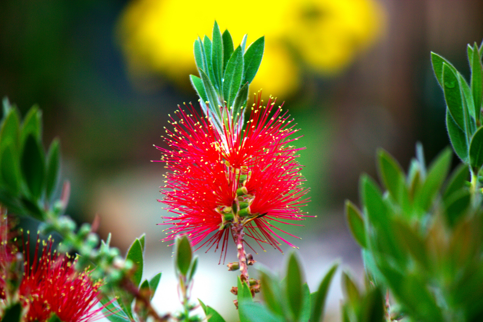 Callistemon - Zylinderputzer