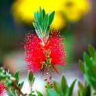 Callistemon - Zylinderputzer