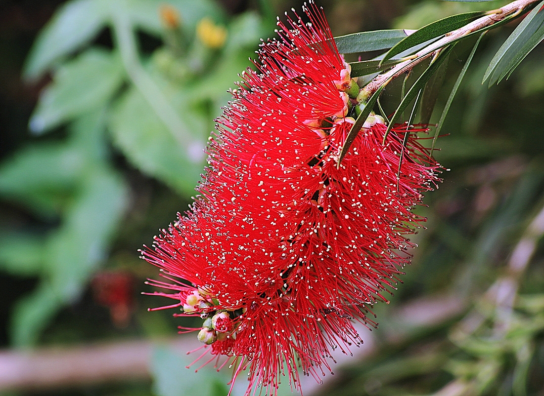 callistemone (Callistemon citrinus)