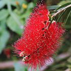 callistemone (Callistemon citrinus)