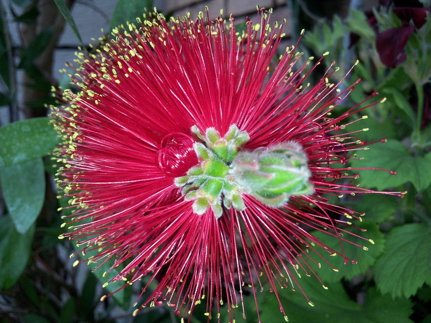 Callistemon,Lampenputzer