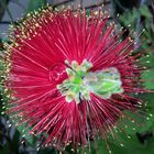 Callistemon,Lampenputzer