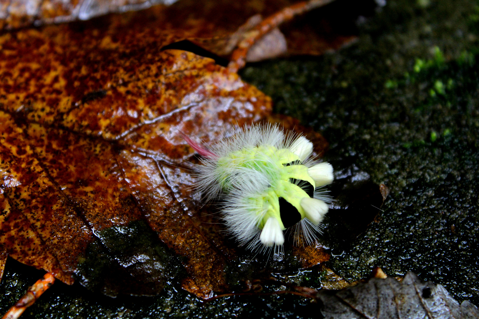 Calliteara pudibunda