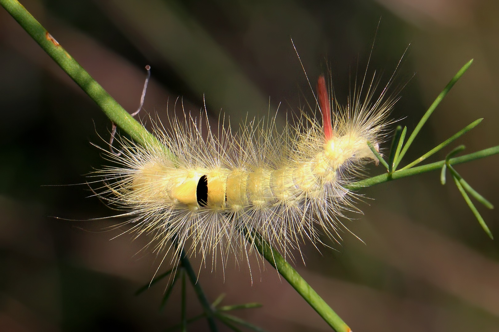 Calliteara pudibunda