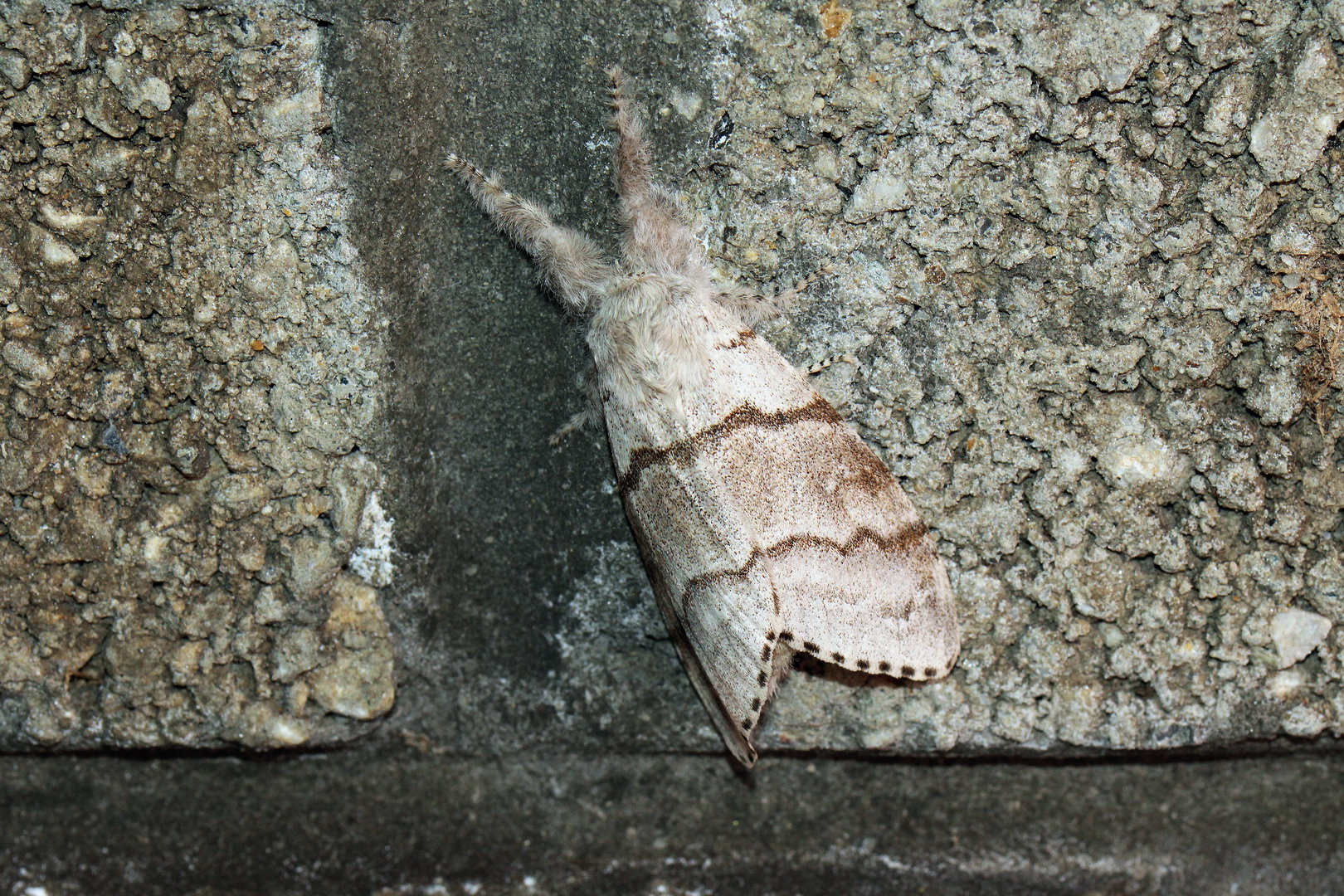 Calliteara pudibunda