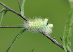 Calliteara pudibunda (Buchenstreckfuß)