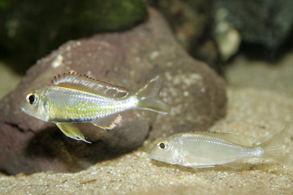 Callochromis pleurospilus