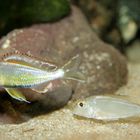 Callochromis pleurospilus